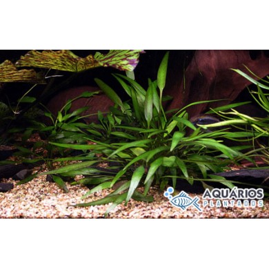 Cryptocoryne x willisii “Lucens”