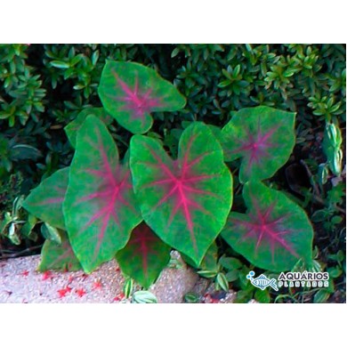 Caladium bicolor