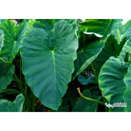 Colocasia esculenta 