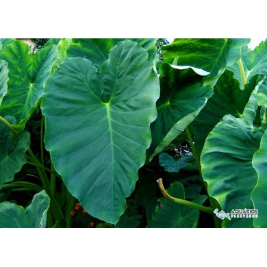 Colocasia esculenta 