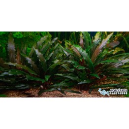 Cryptocoryne beckettii