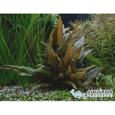 Cryptocoryne beckettii