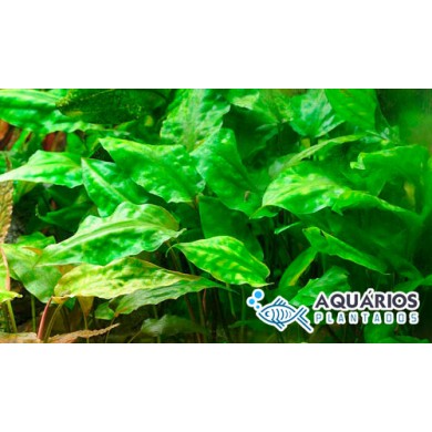 Cryptocoryne pontederifolia