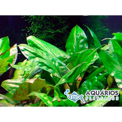 Cryptocoryne pontederifolia