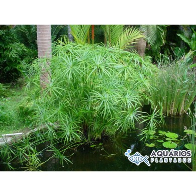 Cyperus alternifolius (Sombrinha-chinesa) 