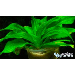 Echinodorus gabrieli “Tricolor”
