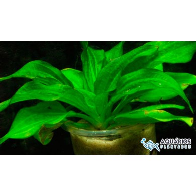 Echinodorus gabrieli “Tricolor”