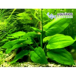 Echinodorus “Horizontalis”