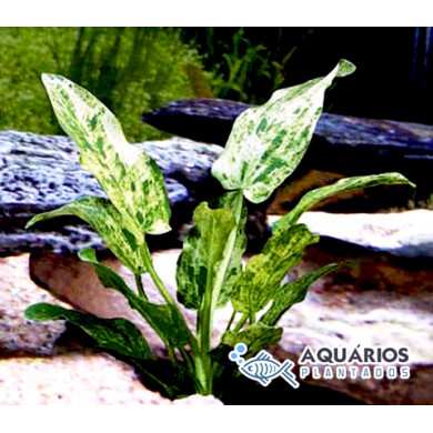 Echinodorus cordifolius “Marble Queen”