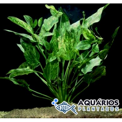 Echinodorus cordifolius “Marble Queen”