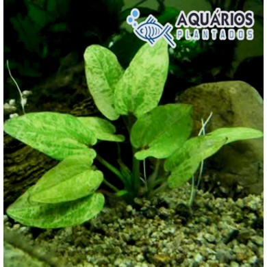 Echinodorus cordifolius “Marble Queen”