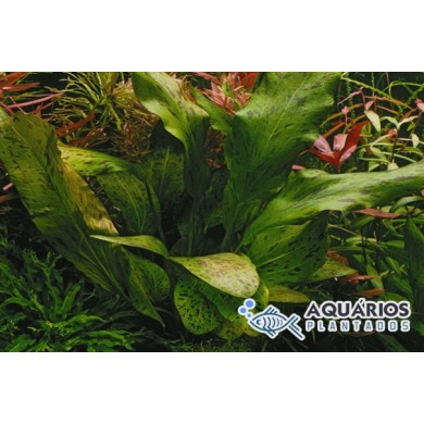 Echinodorus “Ozelot Green”