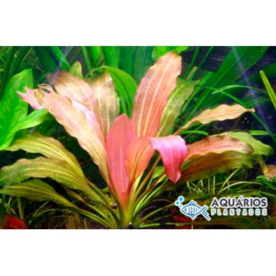 Echinodorus “Rosé”