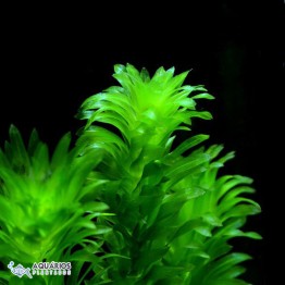 Egeria densa (Elodea) 