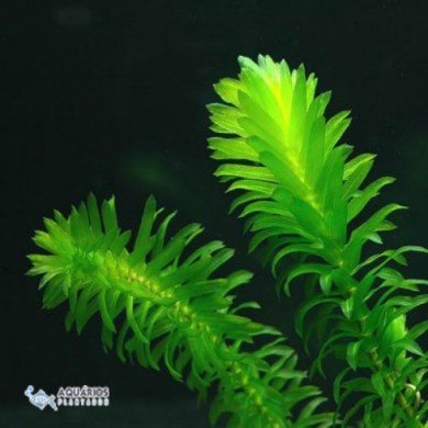 Egeria densa (Elodea) 