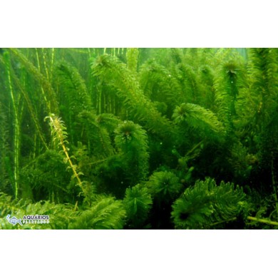 Egeria densa (Elodea) 