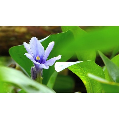 Eichhornia azurea