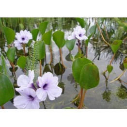 Eichhornia azurea