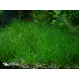 Eleocharis parvula