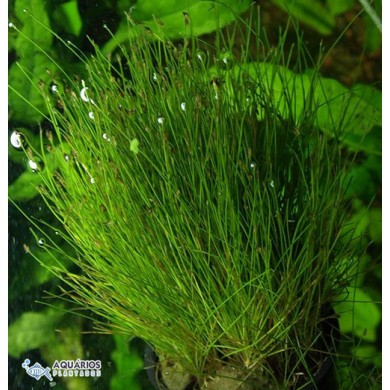 Eleocharis parvula