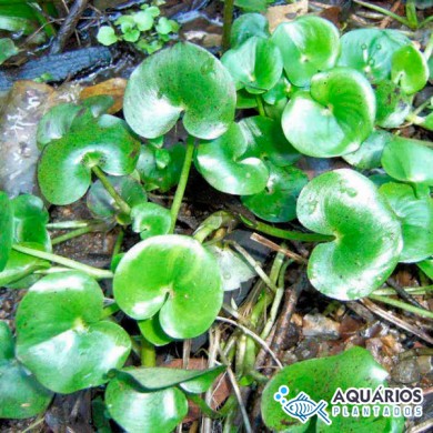 Heteranthera reniformis