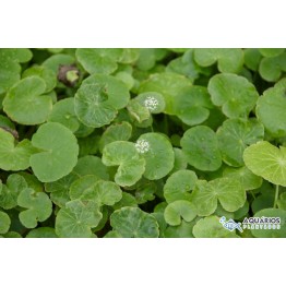 Hydrocotyle leucocephala (Acariçoba-da-miúda)