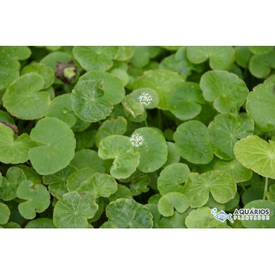 Hydrocotyle leucocephala (Acariçoba-da-miúda)