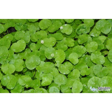 Hydrocotyle leucocephala (Acariçoba-da-miúda)