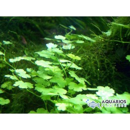 Hydrocotyle sibthorpioides