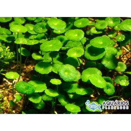 Hydrocotyle verticillata