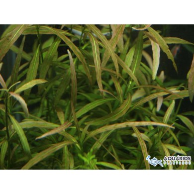 Hygrophila polysperma “Ceylon”