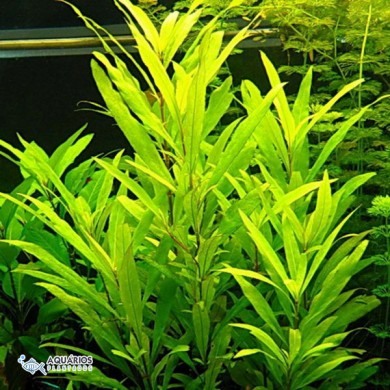 Hygrophila corymbosa “Siamensis”