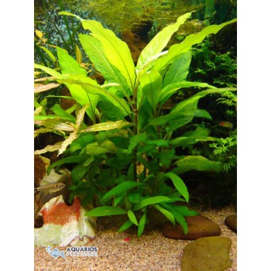 Hygrophila corymbosa “Siamensis”