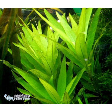 Hygrophila corymbosa “Siamensis”