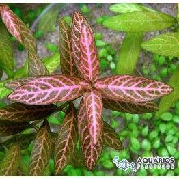 Hygrophila polysperma “Rosanervig” (Higrofila sunset)