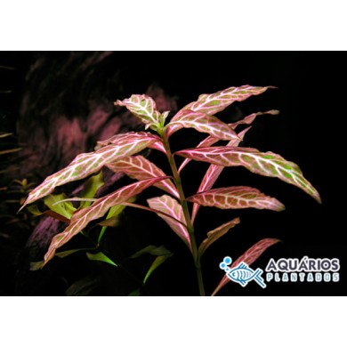 Hygrophila polysperma “Rosanervig” (Higrofila sunset)