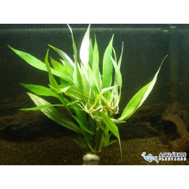 Hygrophila salicifolia