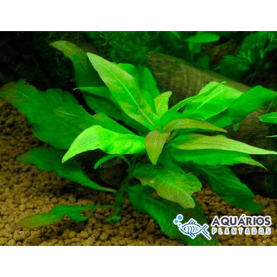 Hygrophila corymbosa “Compact”