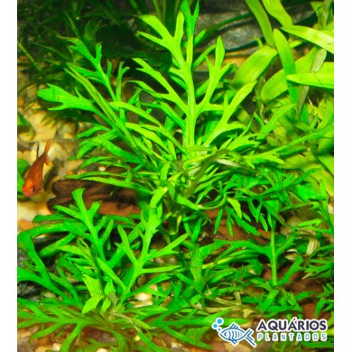 Hygrophila difformis