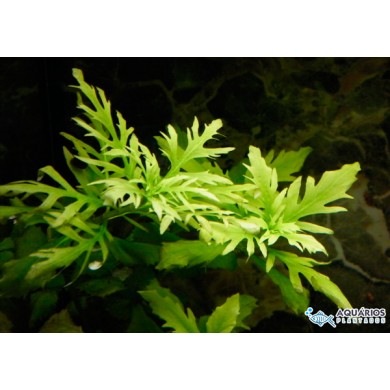 Hygrophila difformis “Variegata”