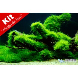 Kit Taxiphyllum barbieri “Musgo de Java” - 20 unids.