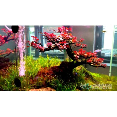 Ludwigia sp. 'Mini Super Red'