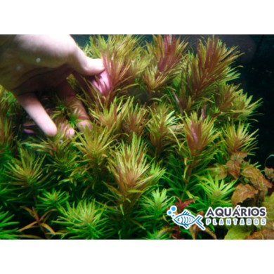 Limnophila aromatica 