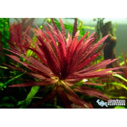 Limnophila hippuroides