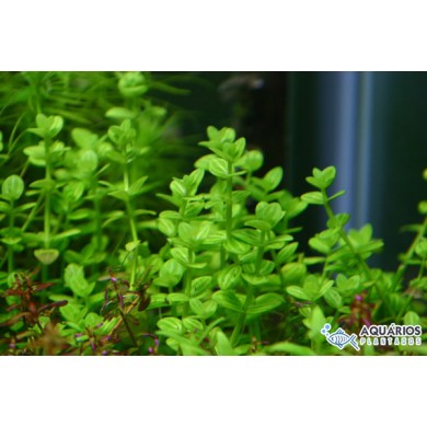 Lindernia rotundifolia “Variegata”