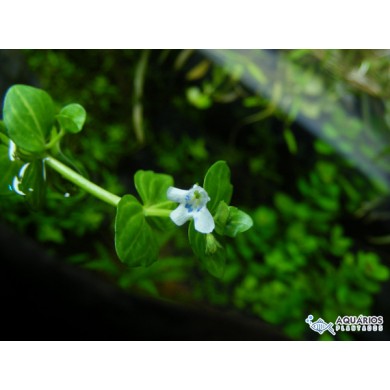 Lindernia rotundifolia “Variegata”