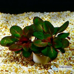 Lobelia cardinalis “Small Form” 