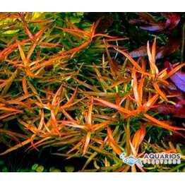 Ludwigia brevipes