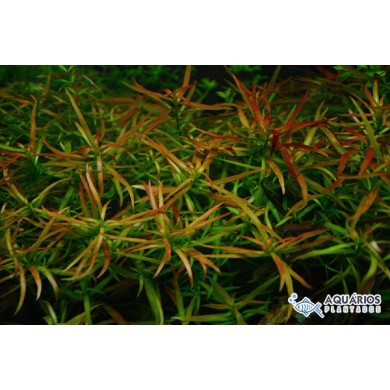 Ludwigia brevipes