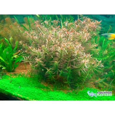 Ludwigia brevipes